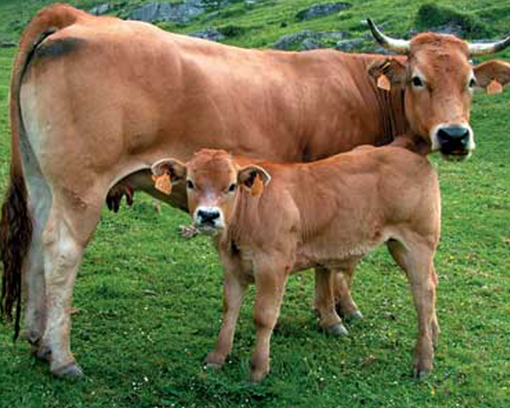 vaca-asturiana-de-los-valles
