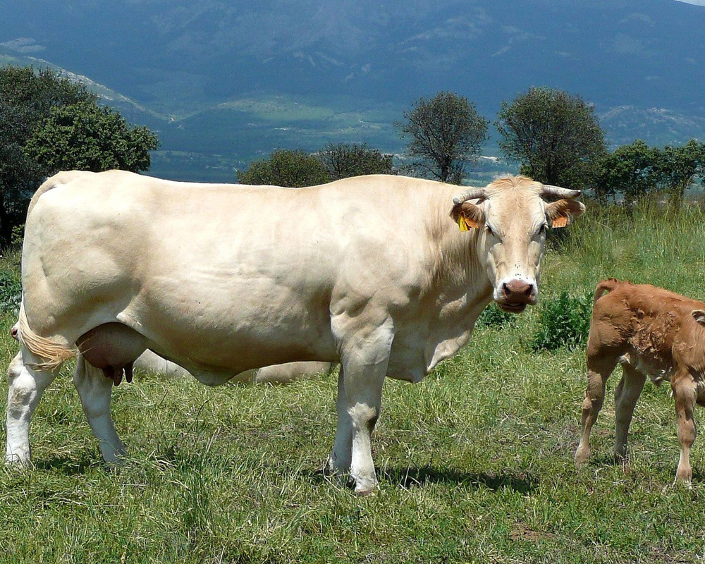 vaca-blonda-española